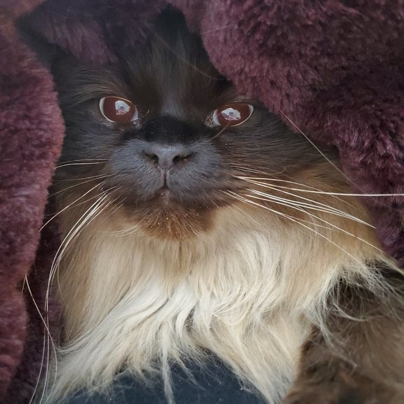 Meet your Posher, Angela - Picture 1 of 1